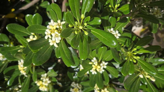 Pittosporum tobira with clusters of small white scented flowers