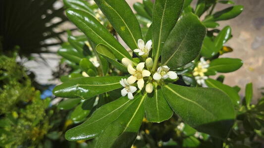 Pittosporum tobira full standard tree with glossy evergreen foliage
