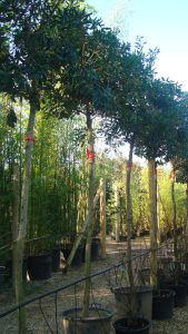 Pittosporum Tobira Tree for sale, Full Standard Trees, Trees, London UK