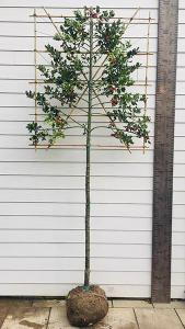 Ilex Aquifolium Pleached Holly Trees for Sale Online UK