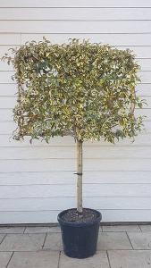 Pleached Japanese Privet Tree Variegated Trees or Pleached Ligustrum Japonicum Variegatum - evergreen trees in pleached form for stilted hedging and screening.