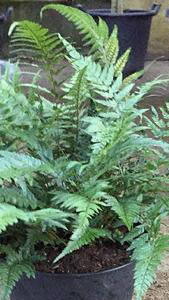 Polystichum Tsussimense, Korean Rock Fern also known as Tsushima Holly Fern is for sale online from our UK plant centre.
