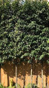 Prunus Lusitanica Angustifolia full standard topiary tree for sale with UK delivery