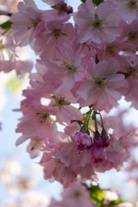 Prunus Accolade Cherry showing abundant clusters of semi-double pale pink flowers in early spring.