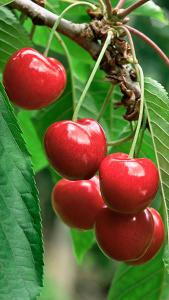 Stella shop cherry tree