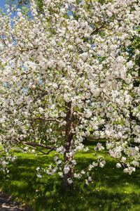 Prunus Eminens Umbraculifera commonly known as Globe Cherry - small dark green leaves & profuse white blossom in spring