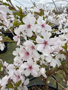 Prunus Incisa The Bride Cherry
