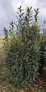 Prunus Laurocerasus Elly or Cherry Laurel Elly  