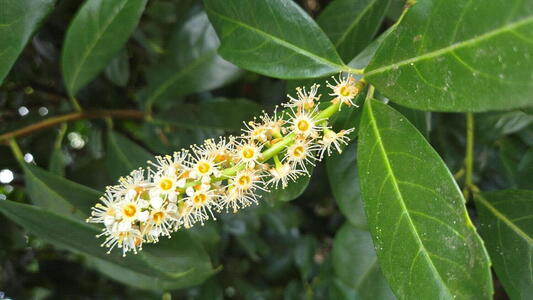 Prunus laurocerasus full standard cherry laurel tree with upright white flower spikes