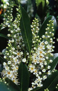 Prunus Laurocerasus Otto Luyken. Cherry Laurel Otto Luyken plants for sale online with UK delivery.