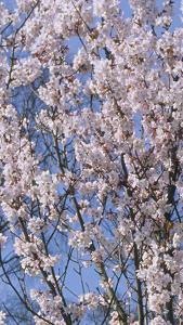 Prunus Schmittii Ornamental Flowering Cherry in bloom