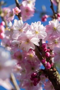 Prunus subhirtella Autumnalis Rosea cherry tree with pale pink flowers