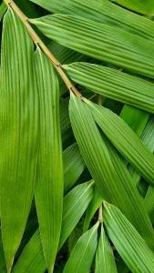 Bambusa Metake or Pseudosasa Japonica - for sale online, London UK, nationwide delivery UK