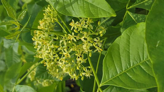 Ptelea trifoliata common hoptree with glossy green foliage and small fragrant flowers