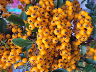 This robust, thorny shrub is perfect for hedging, borders, or attracting birds with its vibrant, long-lasting berries