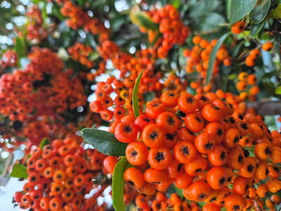 thorny shrub makes an excellent barrier or hedge