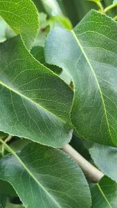 Pyrus Communis Beech Hill Pear is a hardy fruit tree known for its fragrant white blossoms in spring and delicious, crisp pears that ripen in late summer.