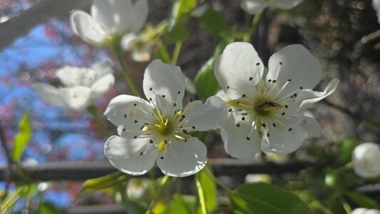 Pyrus communis pear tree with white spring blossom and edible fruit