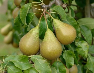Pyrus Communis Conference Pear Tree, one the most popular fruiting pear varieties in the UK