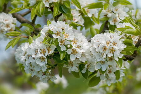 Pleached Pear Trees, variety Doyenne du Comice, buy online UK delivery
