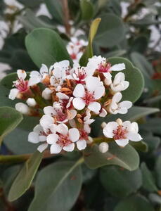 Rhaphiolepsis Umbellata