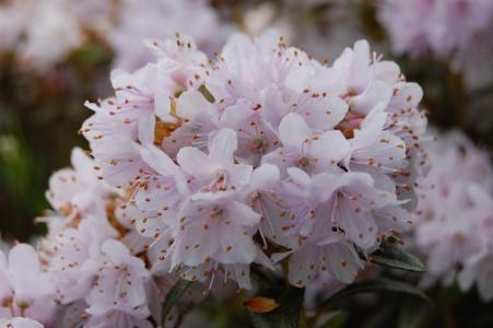 Dwarf hybrid with vibrant purple-blue flowers appearing in mid to late spring. This compact, evergreen shrub is perfect for rock gardens or container