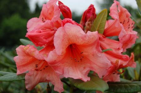 Rhododendron Tortoise Shell Orange is an evergreen shrub known for its bold orange flowers in spring and year round green foliage. Perfect for adding color to shaded garden areas.