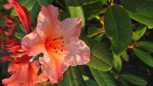 Rhododendron Tortoiseshell Orange evergreen shrub with vibrant orange blooms