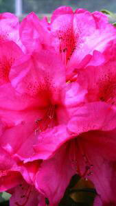Rhododendron Van - medium sized Rhododendron with spectacular deep pink flowers