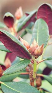 Rhododendron Wine and Roses a compact variety, stunning leaves with red underside, profuse flowering pink and cream blooms, good for containers & small gardens buy UK.