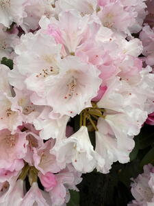 Rhododendron Silberwolke Silver Cloud with pale pink buds opening to white flowers