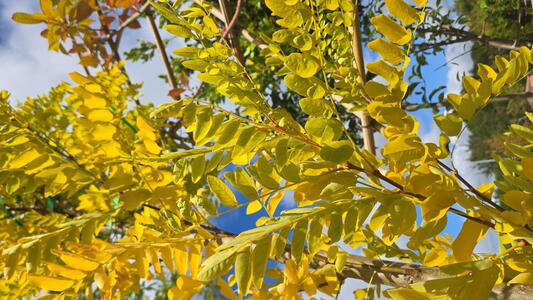 Robinia pseudoacacia Frisia tree with bright yellow foliage and light airy canopy