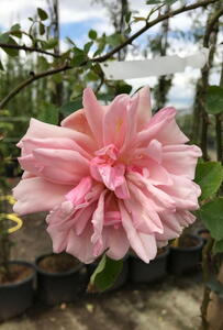 Rosa Albertine – Classic Rambling Rose