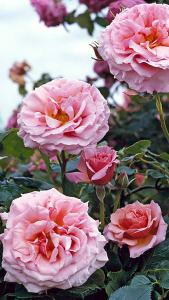 Rosa Aloha Kordes Climbing Rose, beautifully scented flowers, vigorous climber, buy online with UK delivery