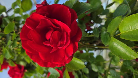 Rosa Crimson Shower climbing rose with cascading crimson red flowers