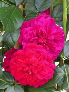 Rosa Florentina climbing rose with red flowers