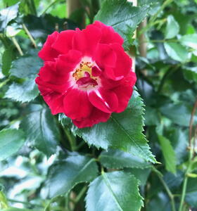 Rosa Rambling Rosie or Rose Rambling Rosie