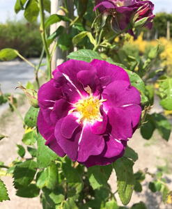 Rosa Rhapsody in Blue or Floribunda Bush Rose