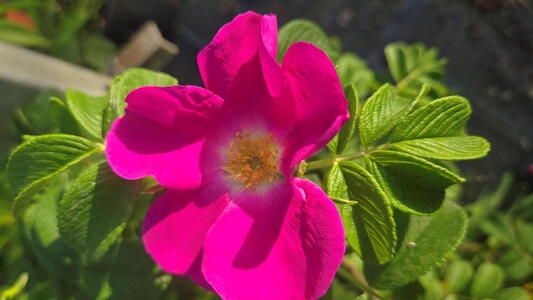 Rosa rugosa Rubra with spiny stems and fragrant purple pink flowers