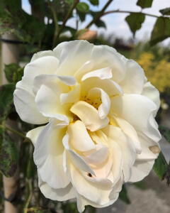 Rosa Uetersener Klosterrose Climbing Rose