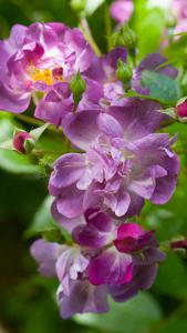 Rosa Veilchenblau Rambling Rose, beautiful rambler with fabulous perfume and purple violet flowers, RHS AGM, a spectacular variety, buy UK.