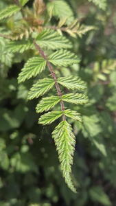 Rubus Tjibetanus Silver Fern Ghost Bramble