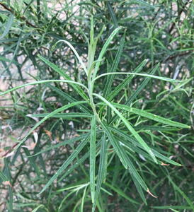 Salix Elaeagnos Angustifolia – Narrow-leaved Olive Willow