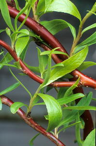 Salix Erythroflexuosa Willow or Golden Corkscrew Willow is a small deciduous willow, with pendulous orange-yellow young branches. Yellow catkins in spring. 