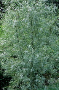 Salix Exigua Coyote Willow tree has grey green foliage and pretty catkins, AGM, buy online UK delivery