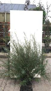 Salix Purpurea Nana or Dwarf Purple Willow or Dwarf Artic Willow a deciduous dwarf shrub that thrives in most soils. Buy online UK delivery.