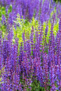 Salvia Nemerosa or Balkan Clary or Wild Sage, purple flowering perennial adored by pollinators