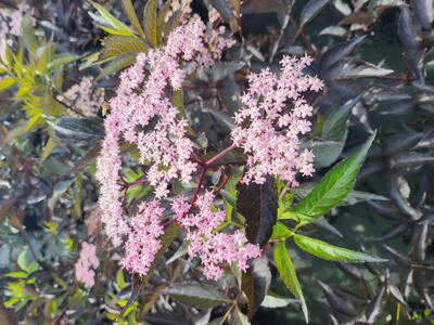 Sambucus nigra Black Lace shrub with finely cut dark foliage and soft pink flowers