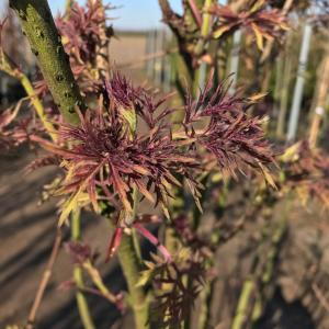 Sambucus Racemosa Lemony Lace Elderberry is a deciduous shrub with finely cut, bright yellow-green leaves and clusters of creamy-white flowers, followed by dark berries in late summer.