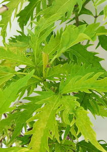 Sambucus Racemosa Sutherland Gold Elderberry